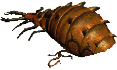 Maggot Queen